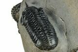 Pair Of Morocconites Trilobites - Ofaten, Morocco #260370-5